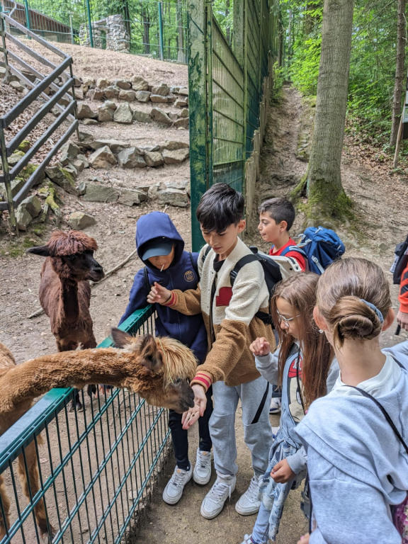 Kinder und zwei Alpakas bei einem Ferienausflug in den Zoo